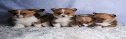 Welsh Corgi Pembroke dogs for sale: REX - Ad 22