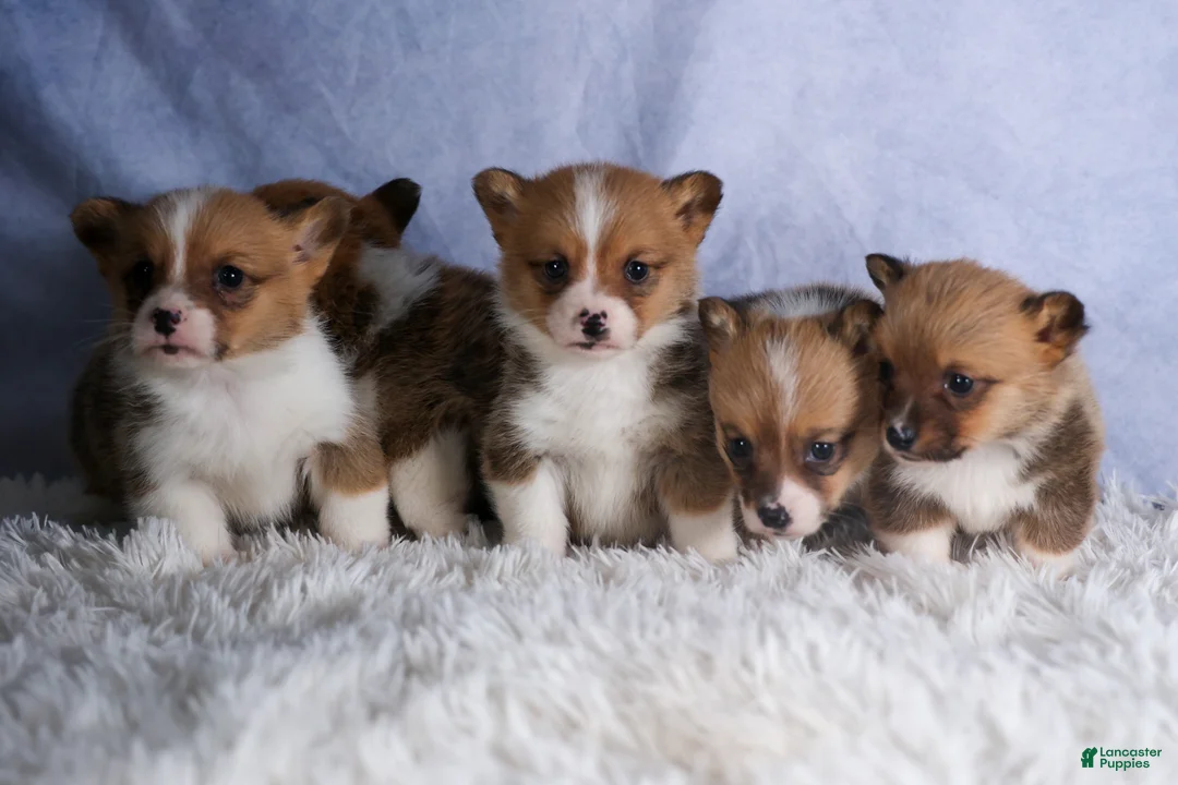 Welsh Corgi Pembroke dogs for sale: TWILIGHT - Ad 26