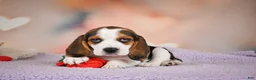 Beagle dogs for sale: OPAL - Ad 10