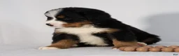 Bernese Mountain Dog dogs for sale: Rocco - Ad 5