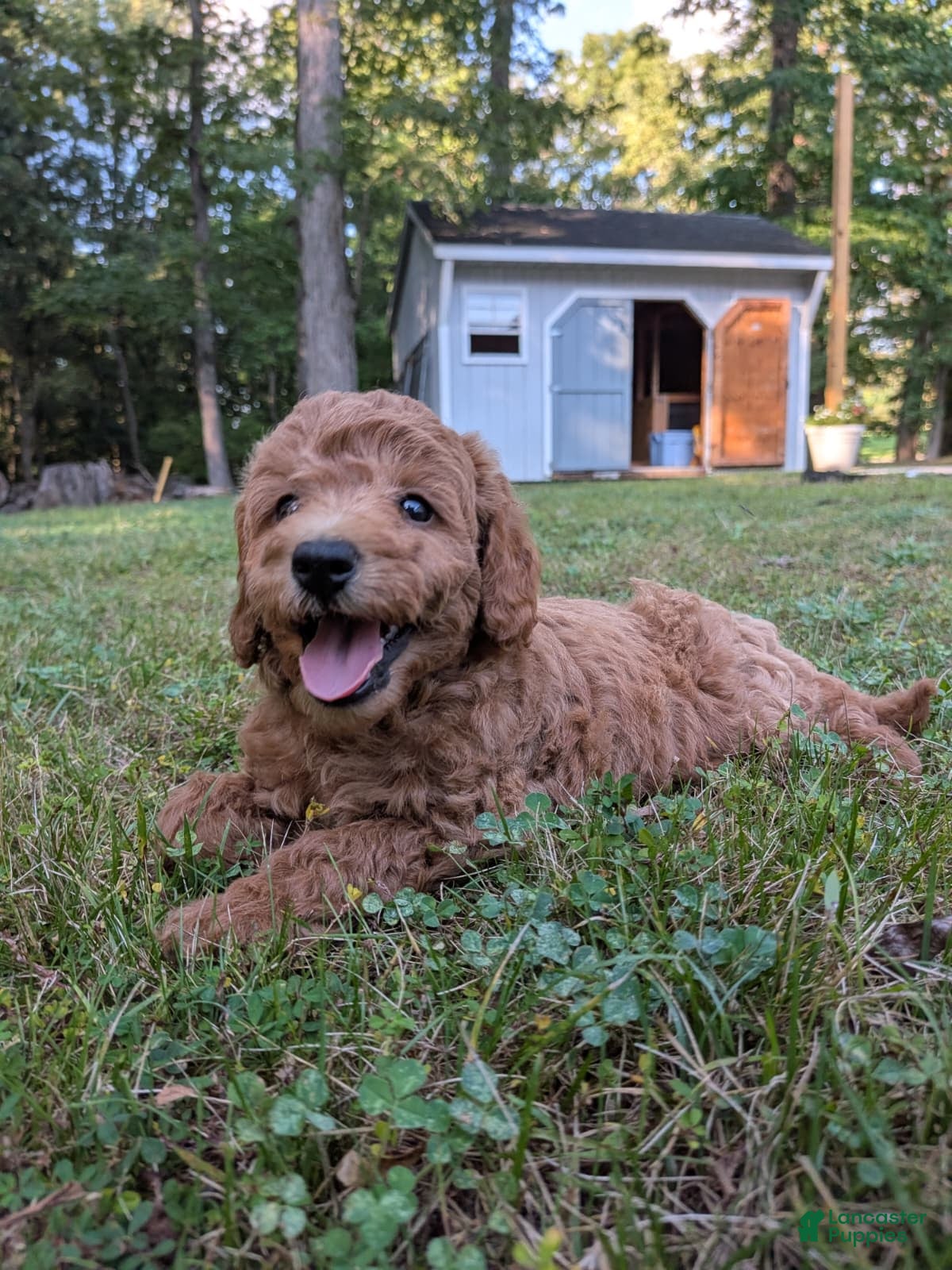 Miniature Labradoodle dogs Tara - Ad 2