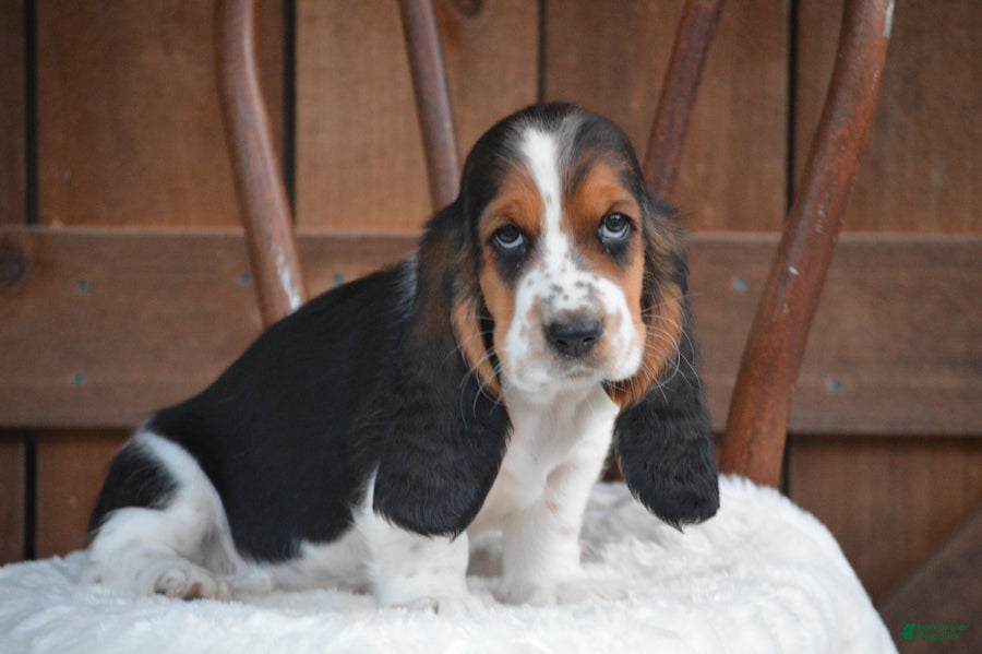 Basset Hound dogs Oakley - Ad 1