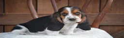 Basset Hound dogs for sale: Oakley - Ad 1
