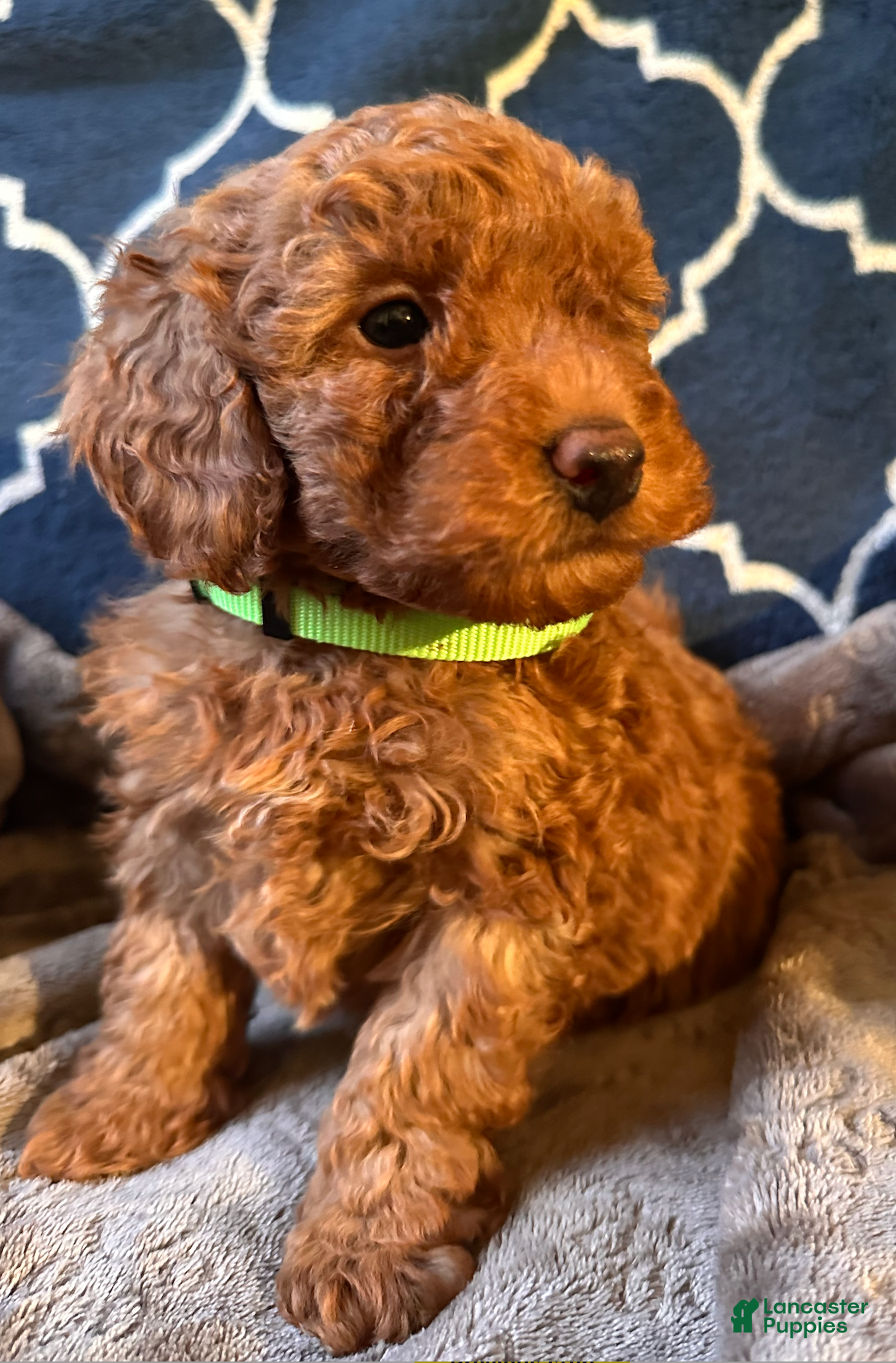 Mixed Breed dogs Hugo- AKC Genetically Tested Parents - Ad 4