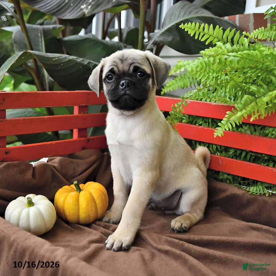 Mixed Breed dogs Cuddly - Ad 2