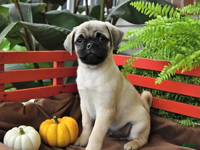 Mixed Breed dogs Cuddly - Ad 2