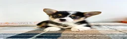 Welsh Corgi Pembroke dogs for sale: CKC Miles - Ad 4