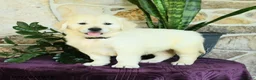 Golden Retriever dogs for sale: David - Ad 1