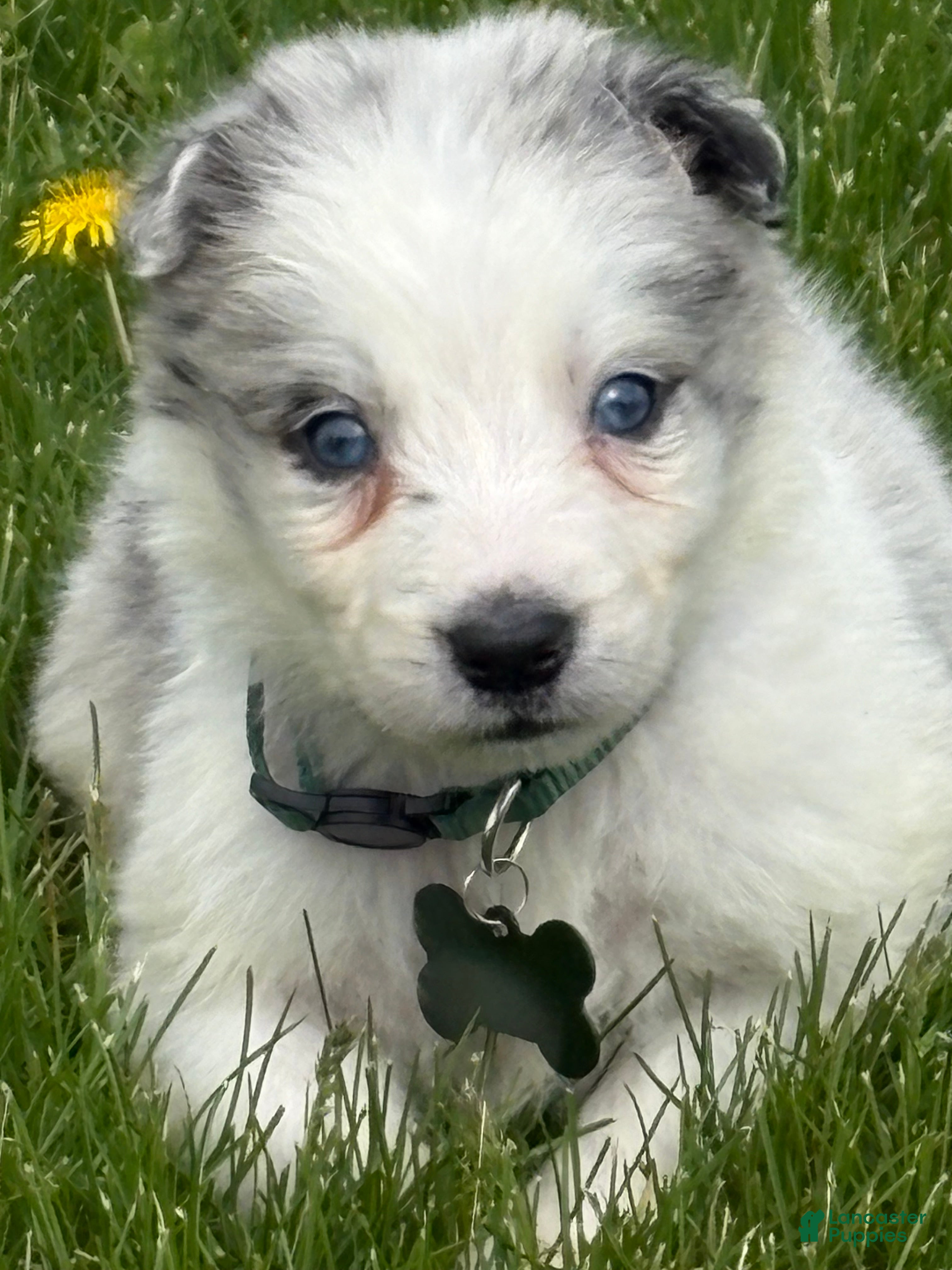 Border Collie dogs Denver - Ad 1