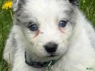 Border Collie dogs for sale: Denver - Ad 2