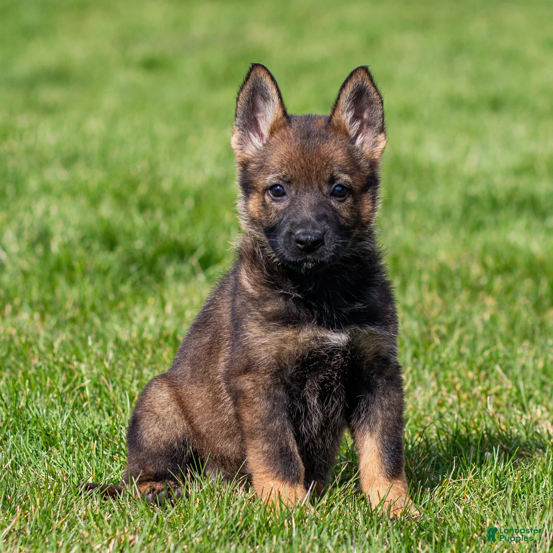 German Shepherd dogs for sale: Sally German Shepherd Puppy  - Ad 1