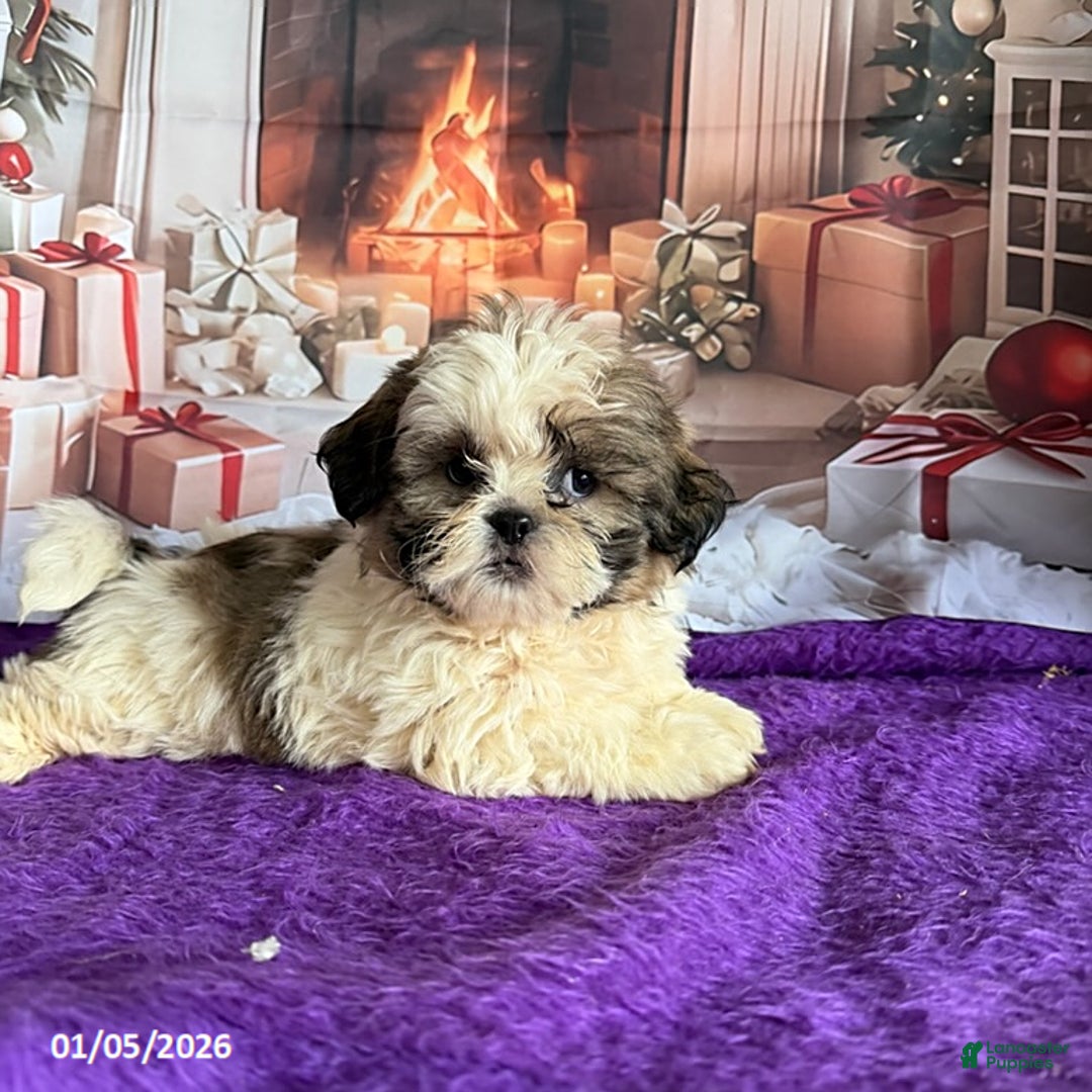 Shih Tzu dogs for sale: Paul - Ad 1