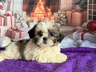 Shih Tzu dogs for sale: Paul - Ad 1
