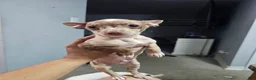 Chihuahua dogs for sale: Chihuahua 1 - Ad 3