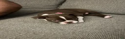 Boston Terrier dogs for sale: Poppy - Girl  - Ad 4