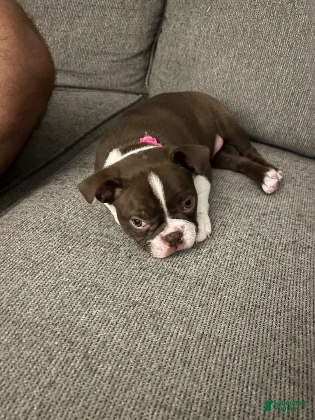 Boston Terrier dogs for sale: Poppy - Girl  - Ad 4