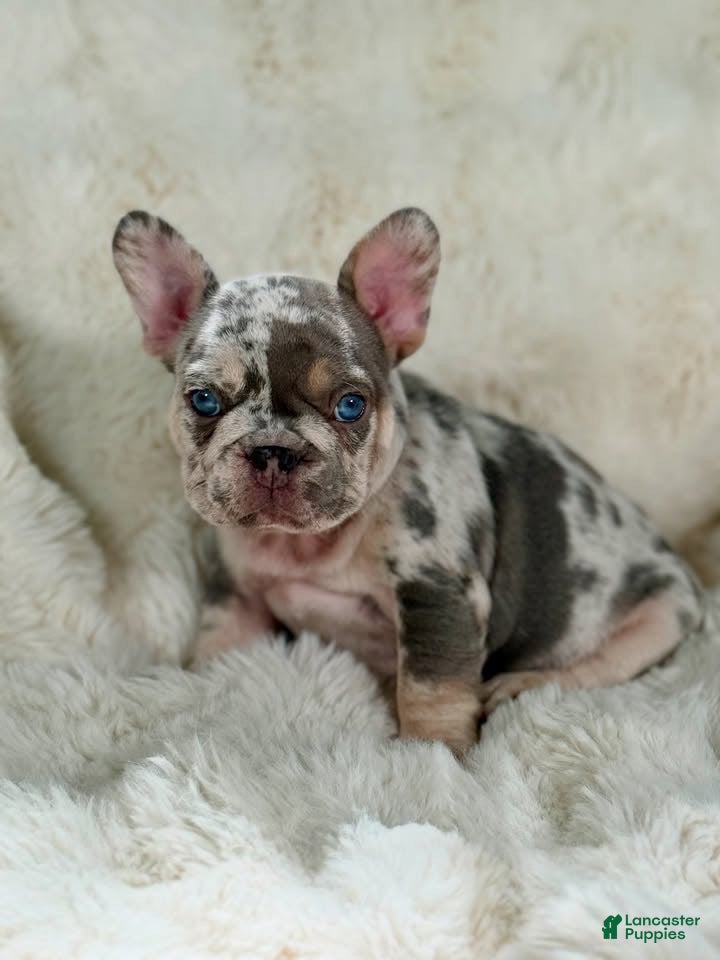 French Bulldog dogs for sale: French Bulldog 4 - Ad 3
