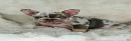 French Bulldog dogs for sale: French Bulldog 4 - Ad 1