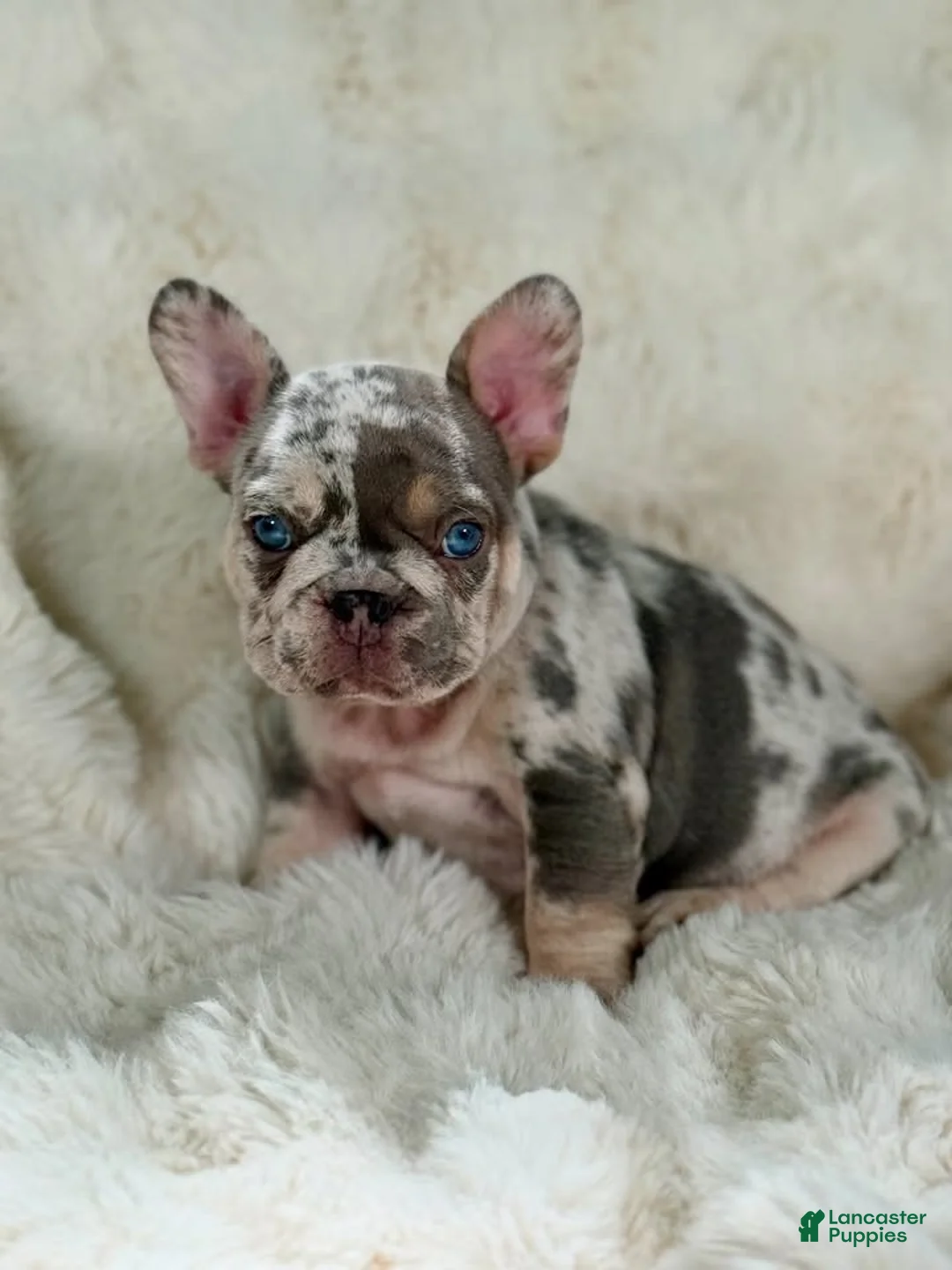 French Bulldog dogs for sale: French Bulldog 4 - Ad 1