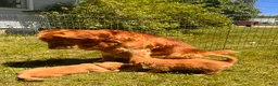 Golden Retriever dogs for sale: Golden Retriever 5 - Finn - Ad 3
