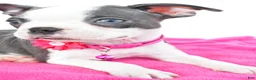 Boston Terrier dogs for sale: Sophie - Ad 4