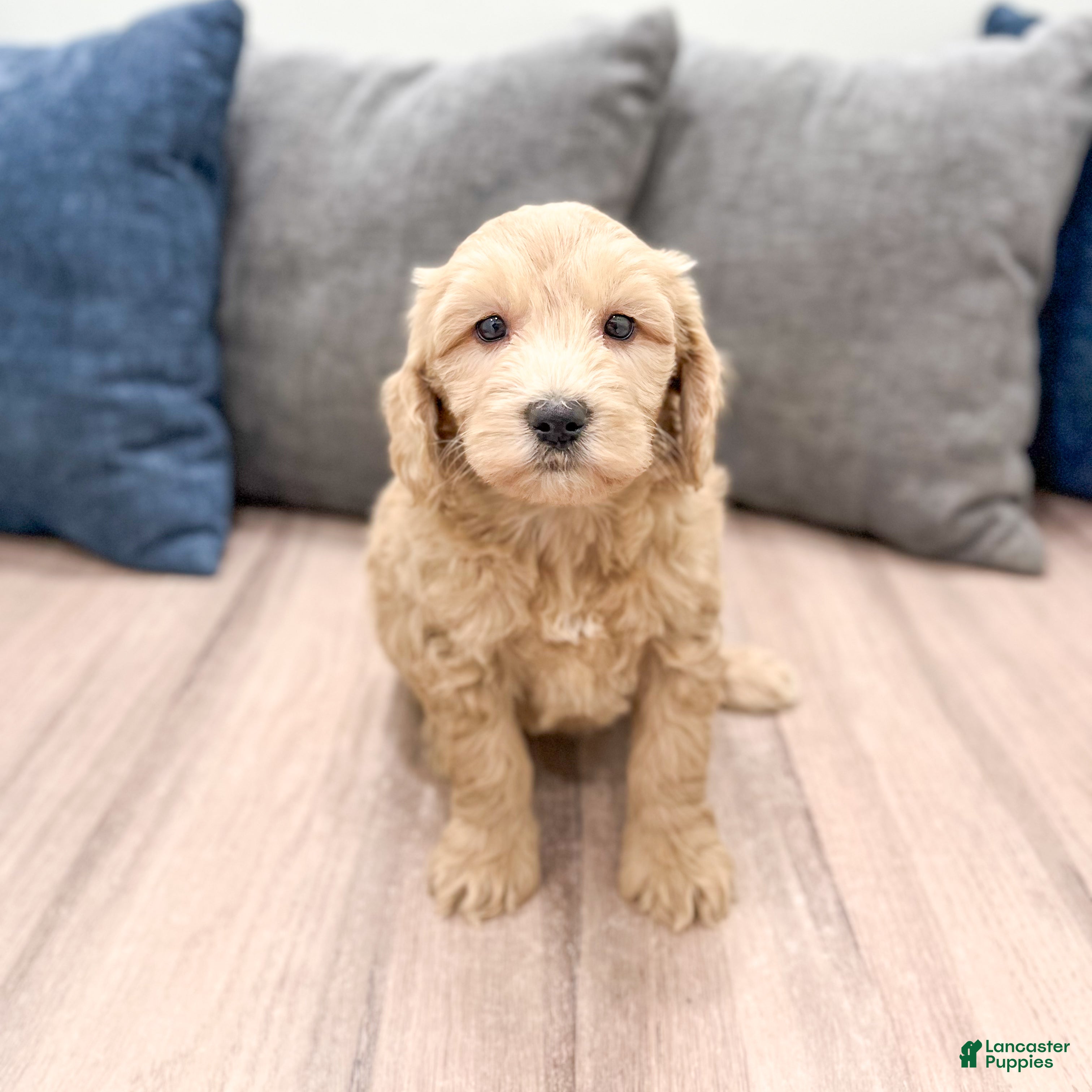 Mini Goldendoodle dogs Jenna - Ad 1