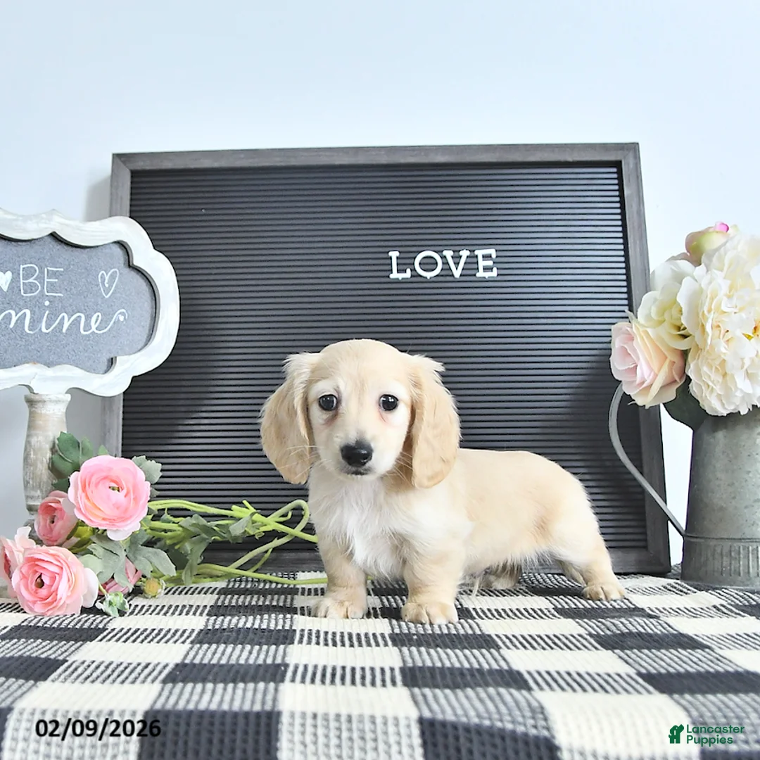 Miniature Dachshund dogs for sale: Theo - Ad 1