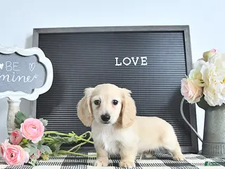 Miniature Dachshund dogs Theo - Ad 21