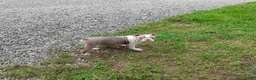 Boston Terrier dogs for sale: Roland - Ad 3