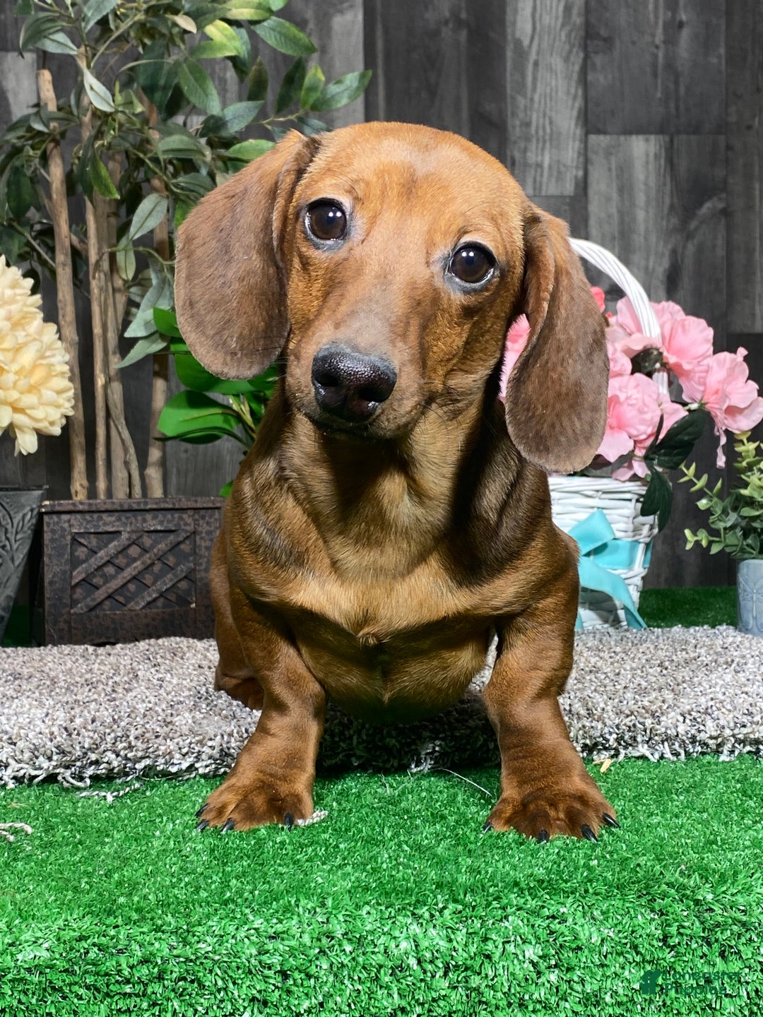 Dachshund dogs for sale: Dustin - Ad 1
