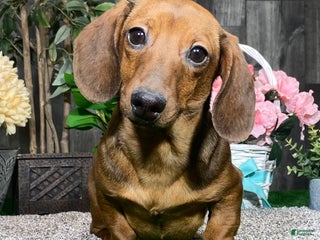 Dachshund dogs Dustin - Ad 36