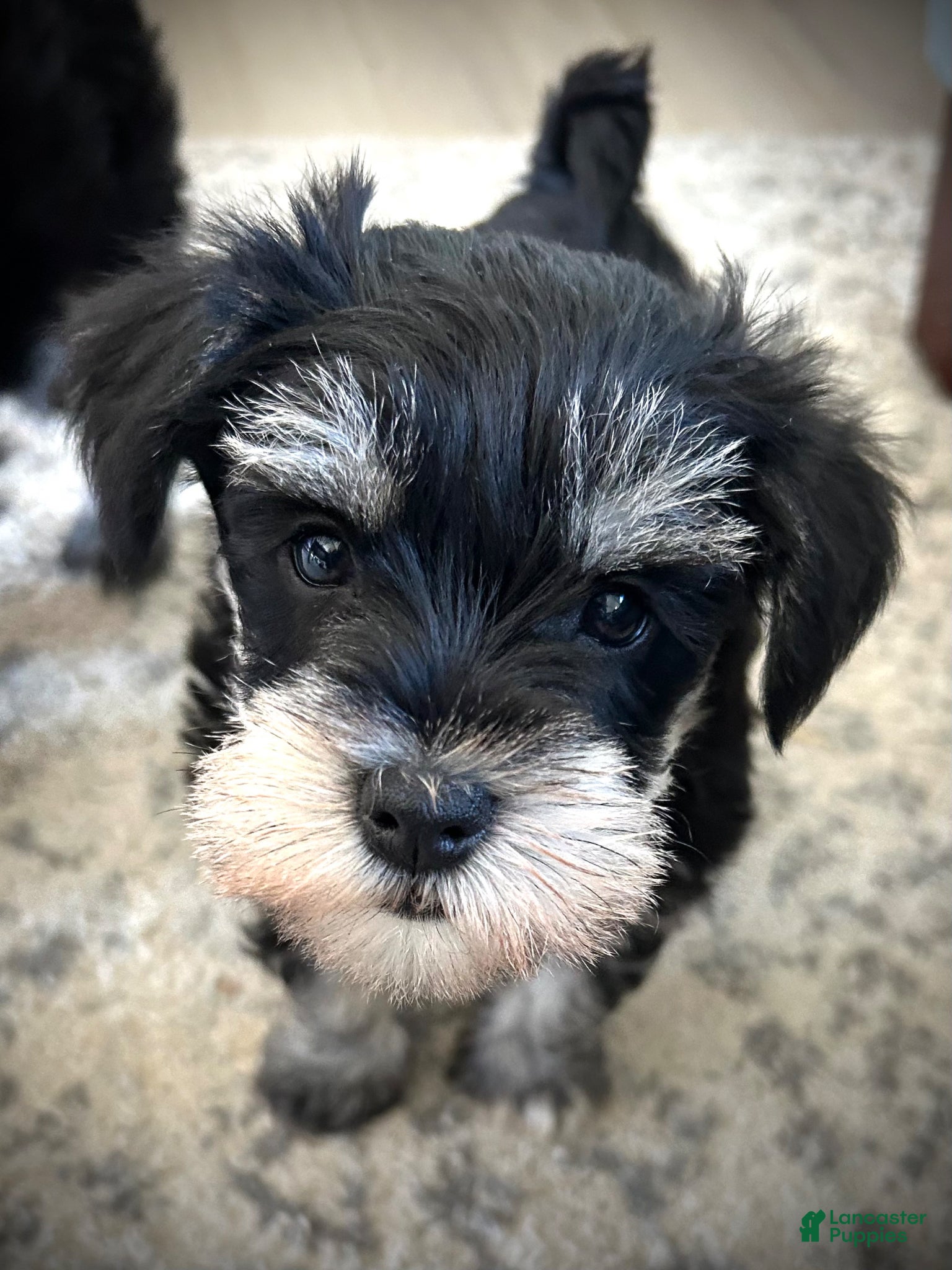 Miniature Schnauzer dogs Willow - Ad 7
