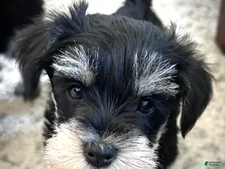 Miniature Schnauzer dogs Willow - Ad 7