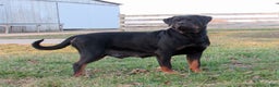 Rottweiler dogs for sale: Tina - Ad 6