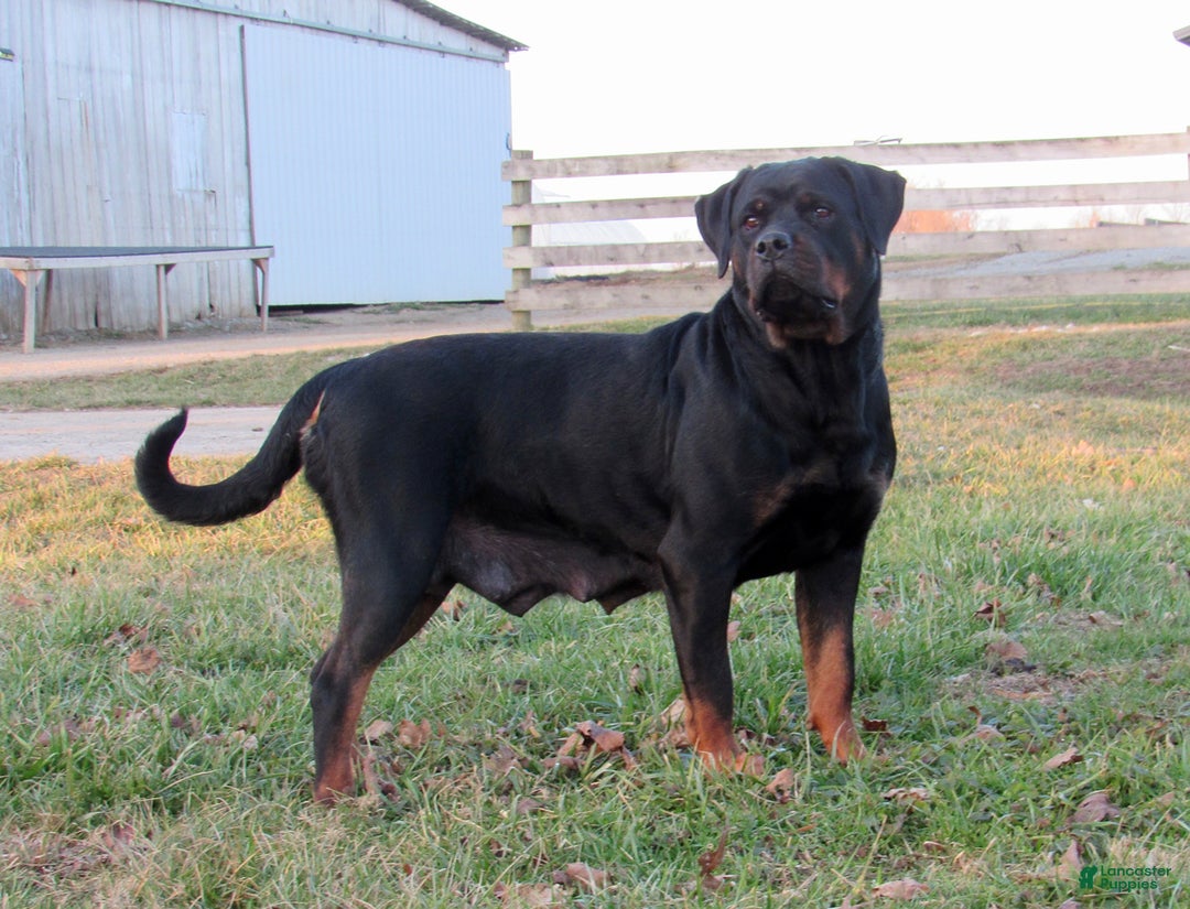 Rottweiler dogs for sale: Tina - Ad 6