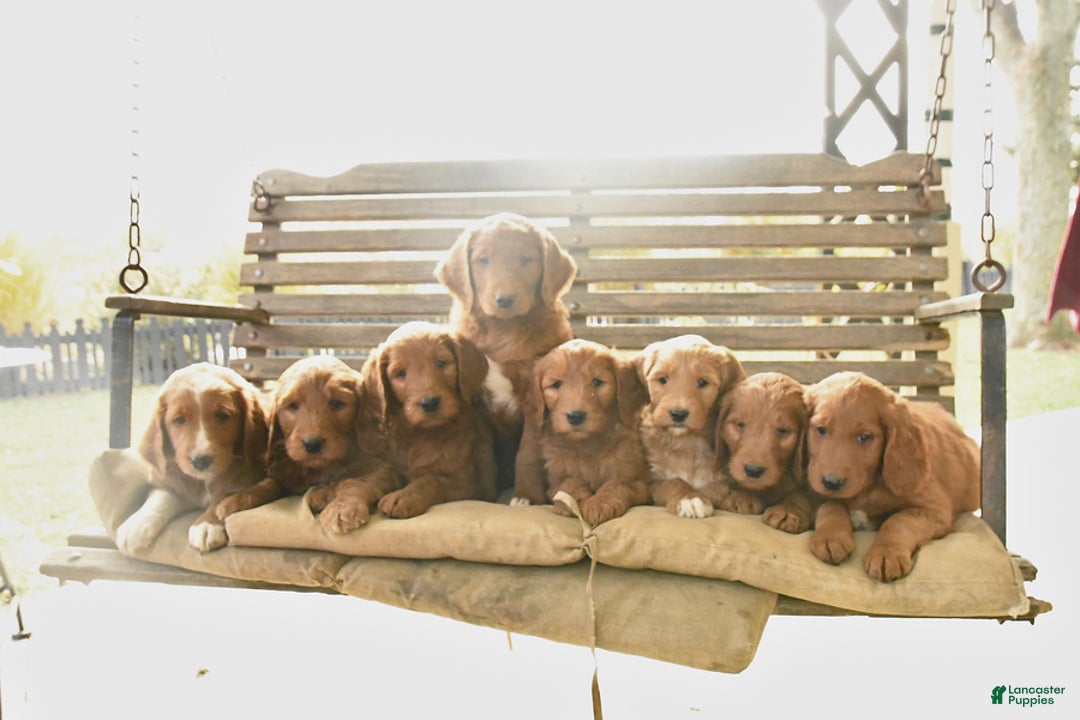 Goldendoodle dogs for sale: Randy - Ad 3