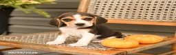 Beagle dogs for sale: Sweetie - Ad 4