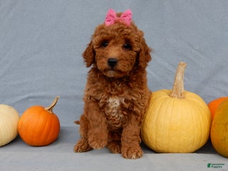 Mini Goldendoodle dogs Poppy - Ad 18