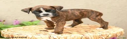 Boxer dogs for sale: Bella   - Ad 5