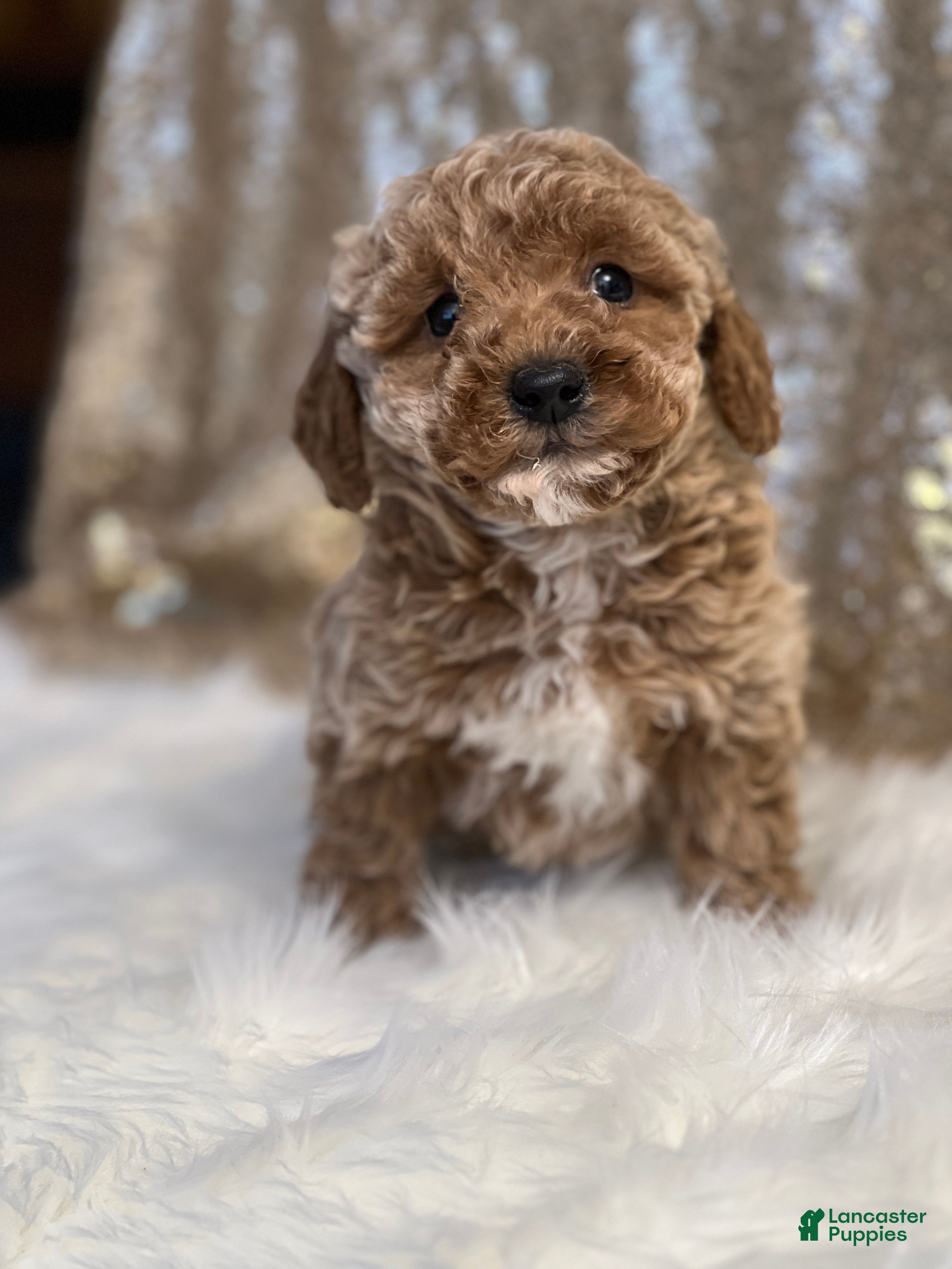 Miniature Poodle dogs Carson - Ad 34