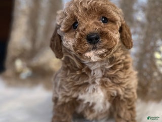 Miniature Poodle dogs Carson - Ad 34