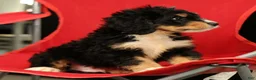 Mini Bernedoodle dogs for sale: Freddie - Ad 8