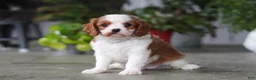 Cavalier King Charles Spaniel dogs for sale: Maverick - Ad 2