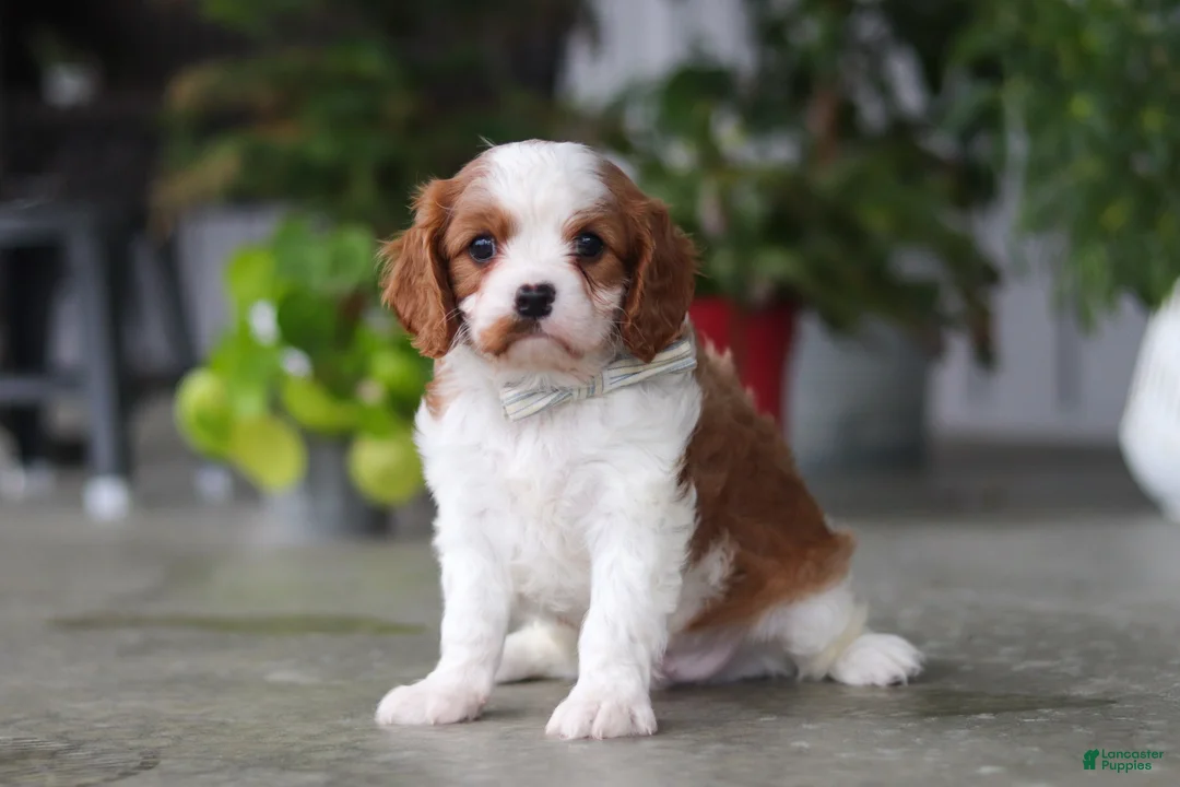 Cavalier King Charles Spaniel dogs for sale: Maverick - Ad 2