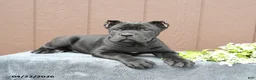 Cane Corso dogs for sale: Baxter - Ad 4