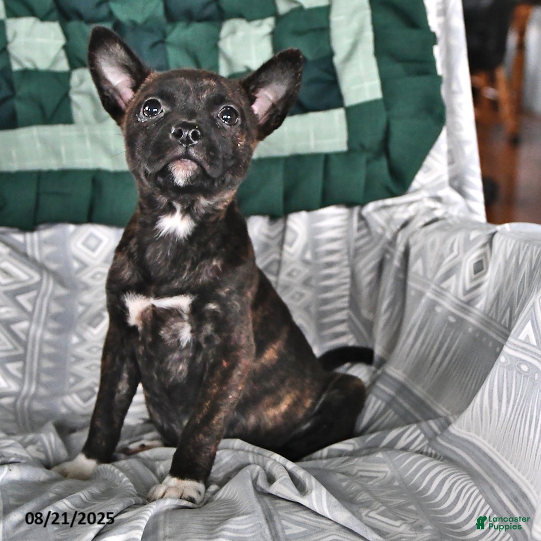 Other breed dogs for sale: Babe - Ad 7