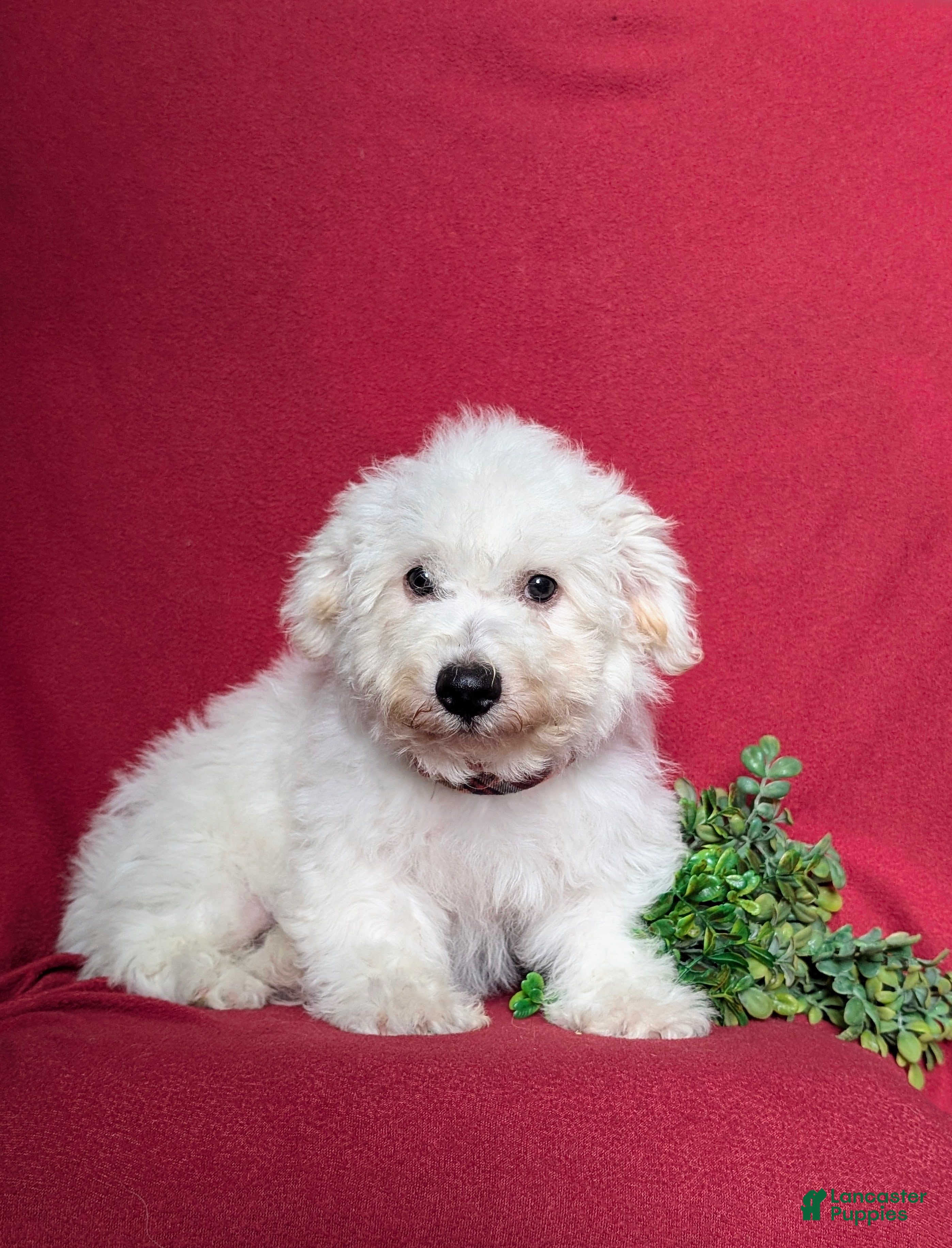 Bichon Frise dogs Barrister - Ad 2