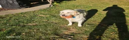 Golden Retriever dogs for sale: Golden Retriever 4 - Ad 3