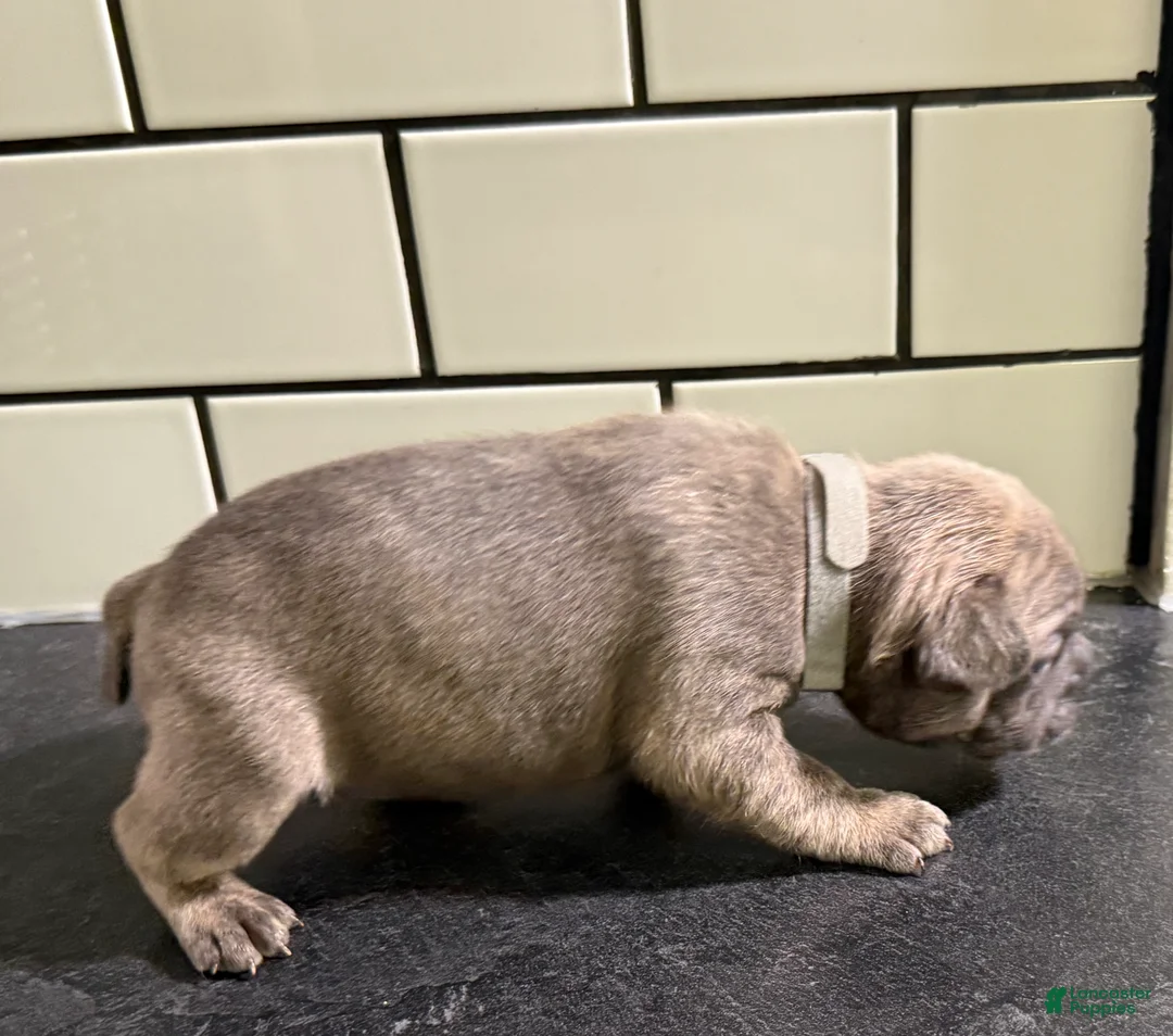 Frenchton dogs for sale: Frenchton Puppy 5 - Ad 2