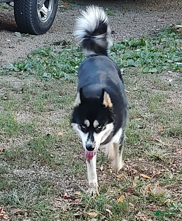 Siberian Husky dogs Siberian Husky Puppy 1 - Ad 40